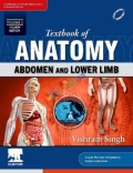 Textbook of Anatomy  Abdomen and Lower Limb Volume- 2 (Color)